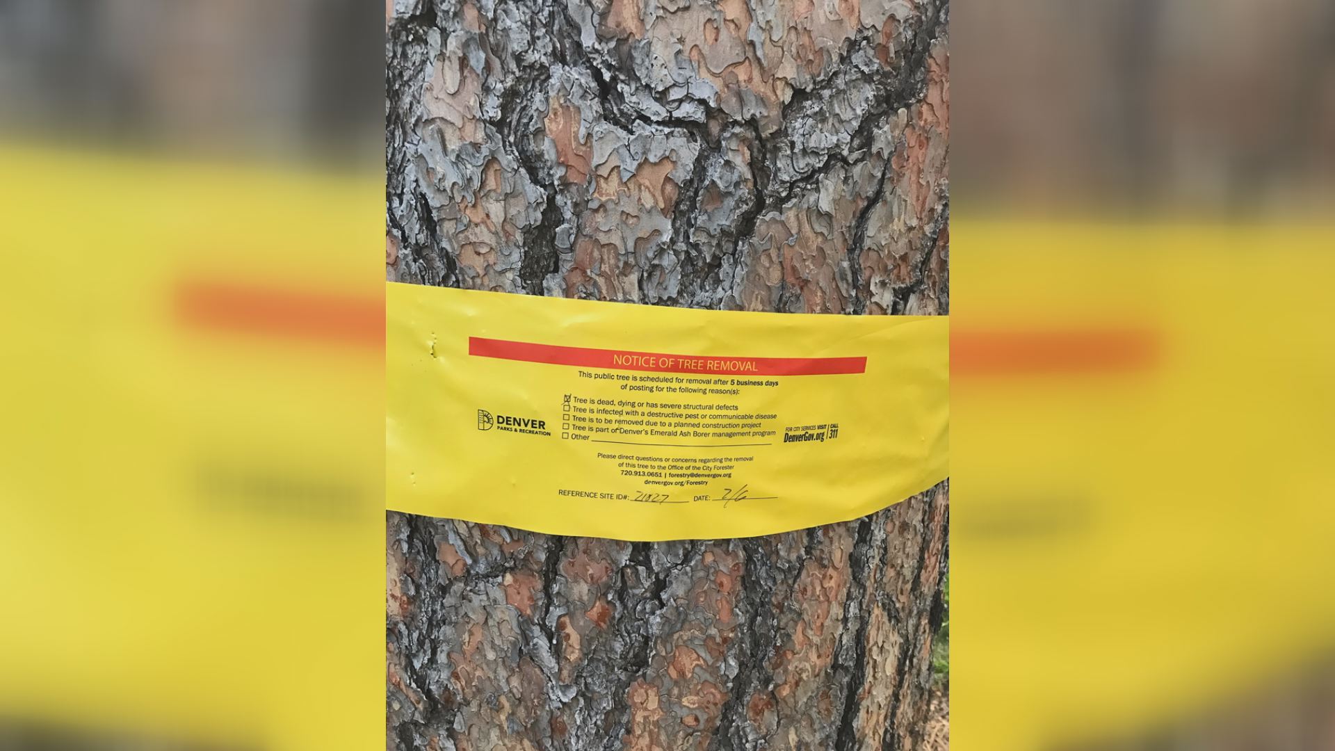 Next Question Why are these Denver trees being removed?